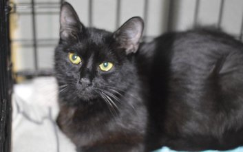 Barakuda – jedna z podopiecznych Schroniska na Paluchu