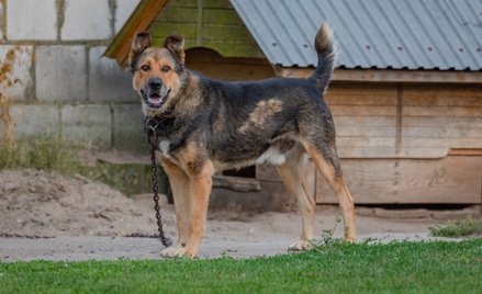 Na Karola Nawrockiego spadła fala krytyki po decyzji o zawetowaniu tzw. ustawy łańcuchowej. Prezyden