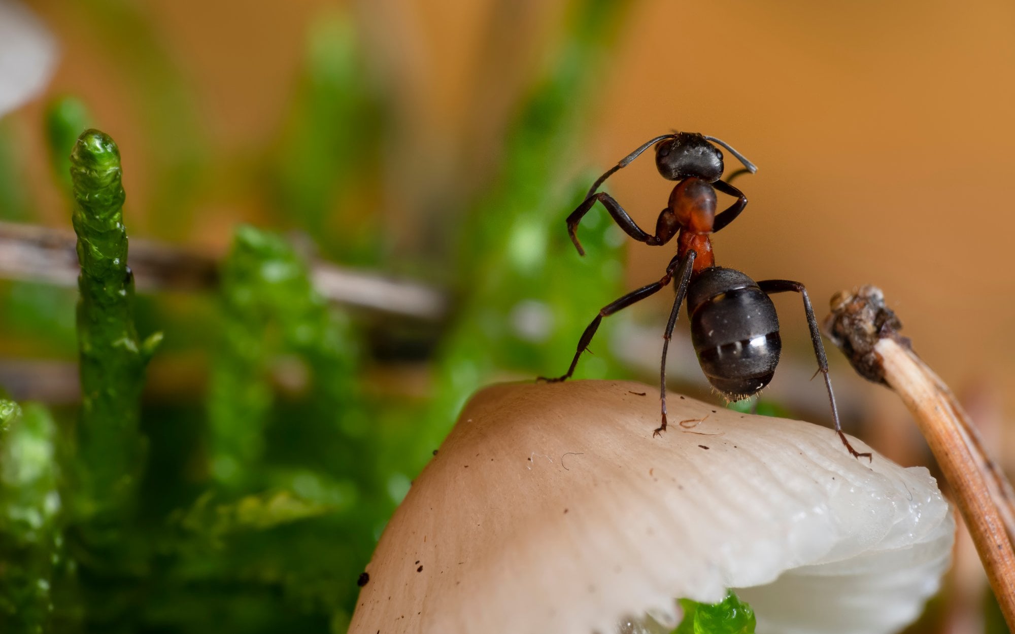 Rok więzienia za przemyt mrówek. Głośna sprawa w kenijskim sądzie