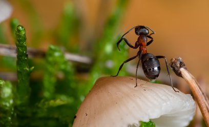 Narasta problem nielegalnego handlu mrówkami w Kenii