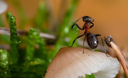 Narasta problem nielegalnego handlu mrówkami w Kenii