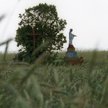 Wspomnienia wojenne z Wołynia czyta się z trudnością. Opisy mordów przerażają