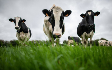 USA: Rząd będzie skupował mleko i mięso, by wspomóc farmerów