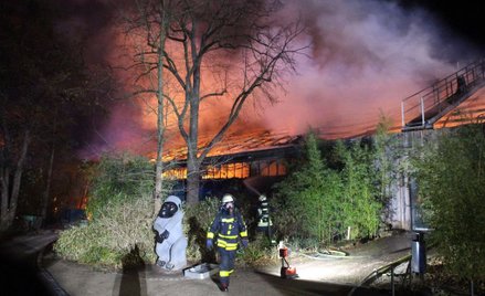 Niemcy: Pożar małpiarni w zoo. Wszystkie zwierzęta zginęły