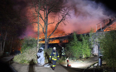Niemcy: Pożar małpiarni w zoo. Wszystkie zwierzęta zginęły