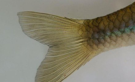 Najstarsze palce na Ziemi