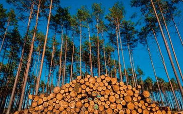 Lasom Państwowym nie udało się w 2020 r. wykonać planu pozyskania drewna. W tym roku surowiec także 