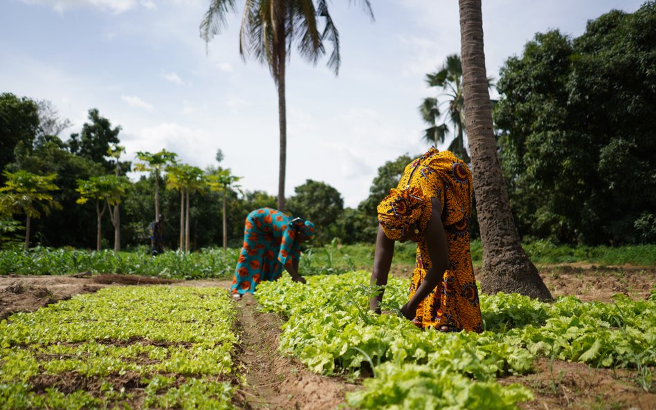 Afrykańskie rolnictwo i sektor spożywczy to branże, w ktorych mogą odnaleźć się polskie firmy.