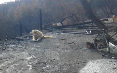 Pożary w Kalifornii: Pies przy ruinach domu czekał na właścicieli przez miesiąc