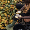 Ceny kakao gwałtownie rosną