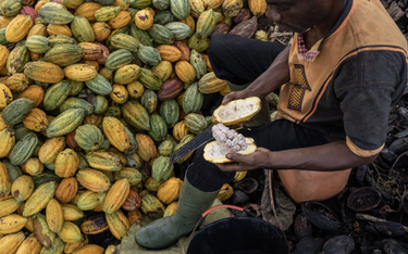 Plantacja kakaowców w Azaguie na Wybrzeżu Kości Słoniowej