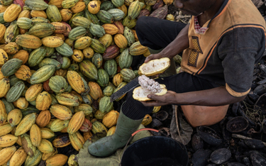 Kakao jest w tym roku najmocniej drożejącym surowcem notowanym na giełdzie nowojorskiej