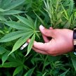 Marihuana zamiast pieczarek