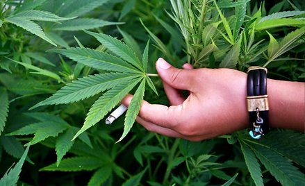 Marihuana zamiast pieczarek