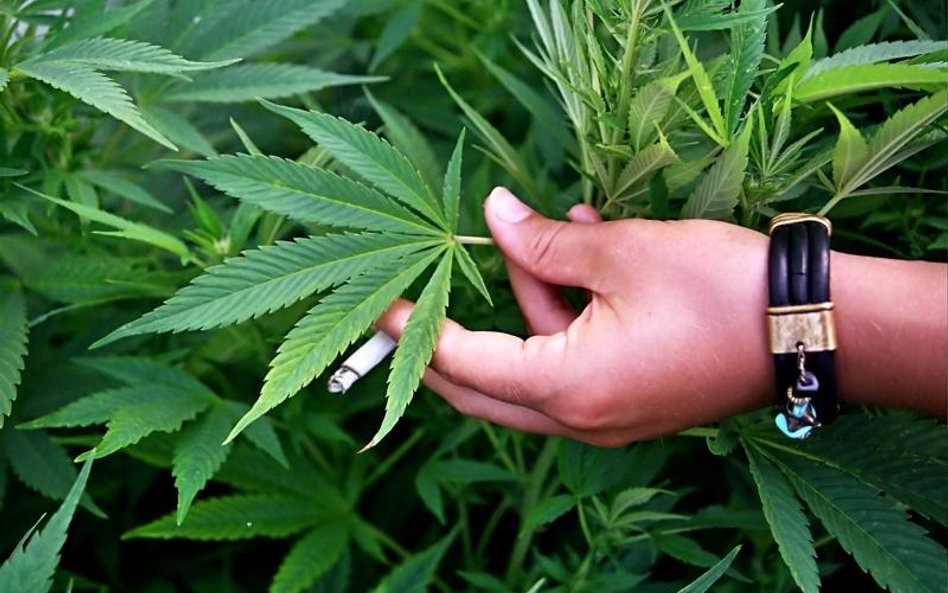 Marihuana zamiast pieczarek