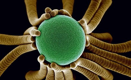 Plastik pod Mikroskopem „Włoski” z żywicy epoksydowej podtrzymują kulkę z polistyrenu średnicy 2 mik