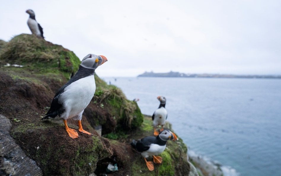 Maskonury zimują na północnym Atlantyku. Wiele z ptaków ginie na morzu, nie docierając na ląd.