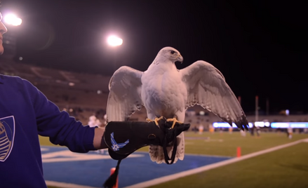 Dla żartu porwali maskotkę armii. Sokołowi grozi śmierć
