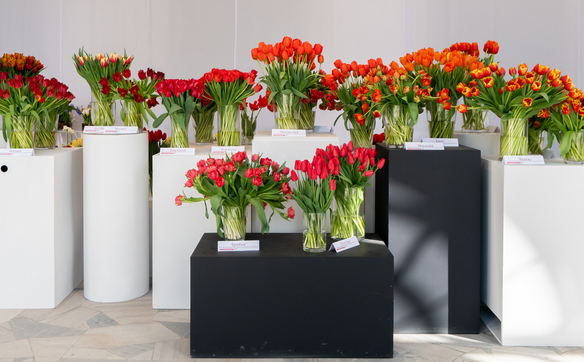 XVI Wystawa Tulipanów to wydarzenie, które na stałe wpisało się w kalendarz warszawskich imprez kult