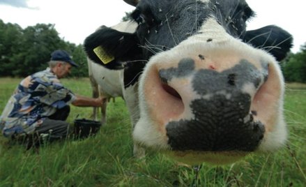 Na wschodzie Unii Europejskiej krowy często dojone są jeszcze tradycyjnie