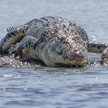 Krokodyle są w Australii chronione