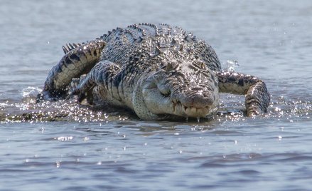 Krokodyle są w Australii chronione