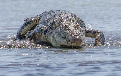 Krokodyle są w Australii chronione