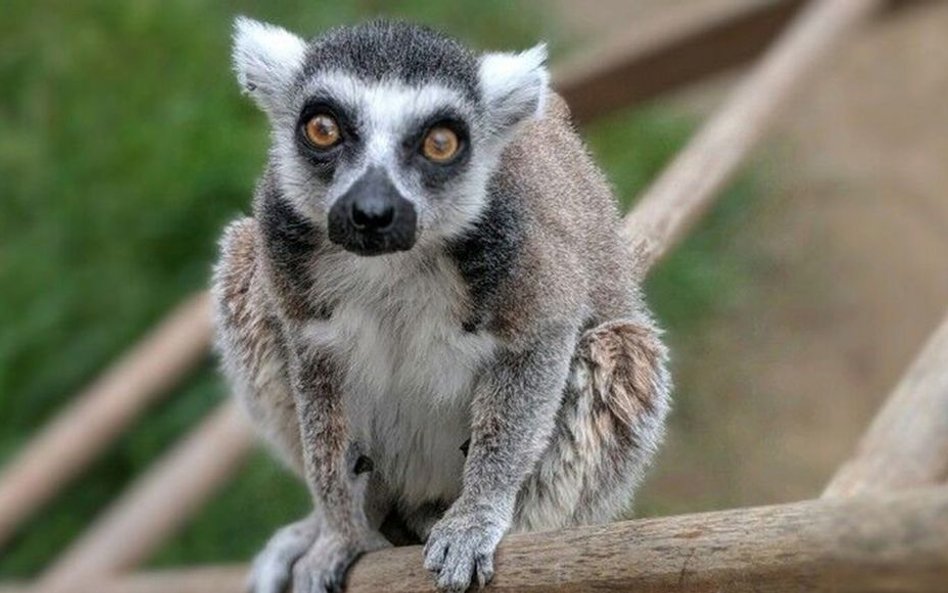 USA: Nawet 100 tys. dolarów i więzienie za kradzież rzadkiego lemura