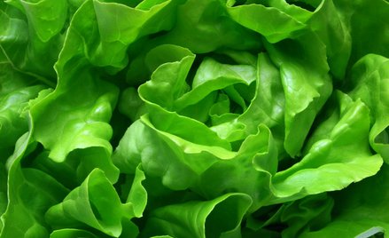 Australia: Znaleźli jadowitego węża w sałacie z Aldi