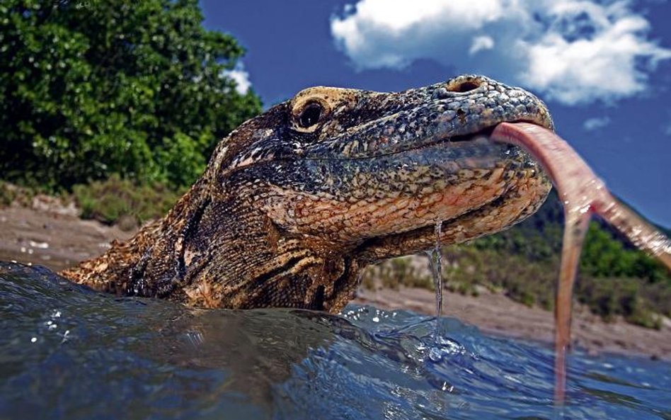 Opowieści o smokach: herpetolog Romulus Whitaker w podróży