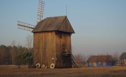 Wiatrak kożlak, fot. M. Bartosiewicz