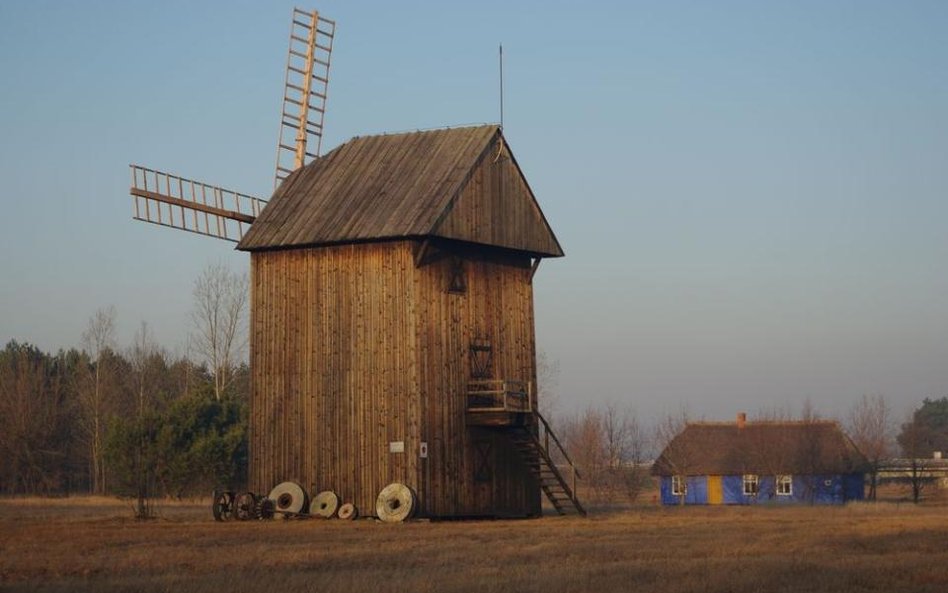 Wiatrak kożlak, fot. M. Bartosiewicz