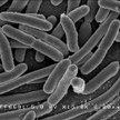 Escherichia coli