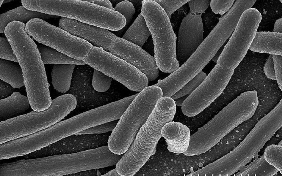 Escherichia coli