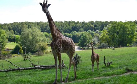 Poznań: Dokarmiali zwierzęta w zoo. Nie żyje żyrafa