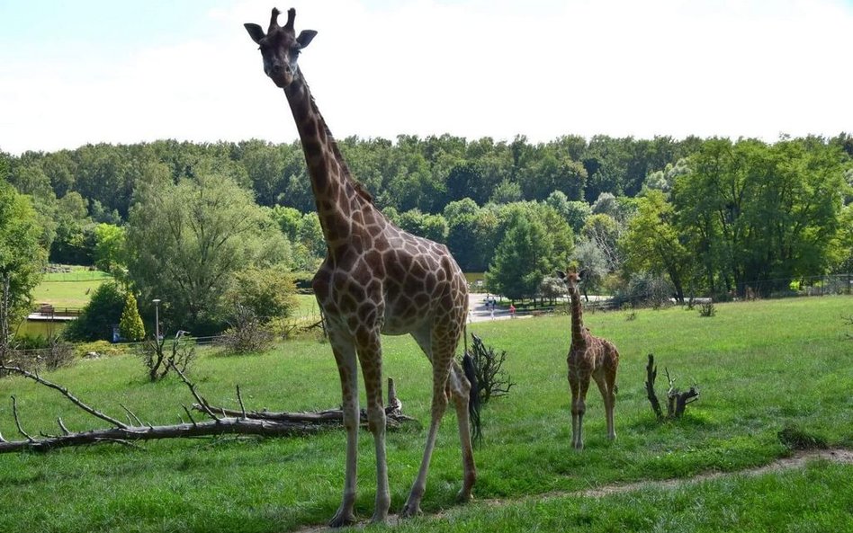 Poznań: Dokarmiali zwierzęta w zoo. Nie żyje żyrafa