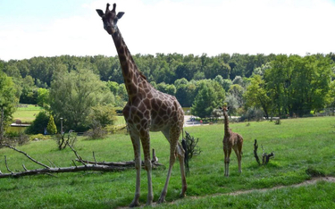 Poznań: Dokarmiali zwierzęta w zoo. Nie żyje żyrafa
