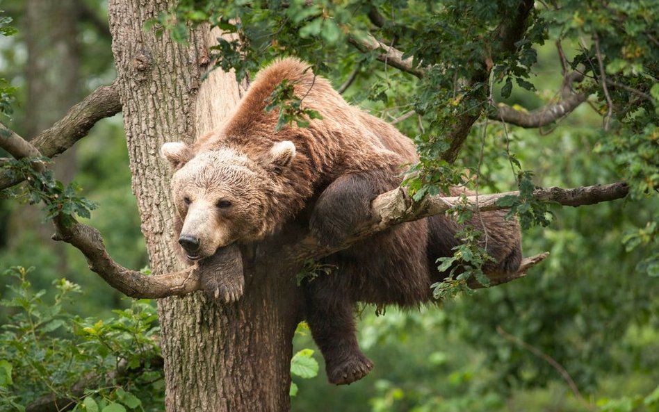 Zdjęcia do „Królestwa” kręcone na Podlasiu to ok. 10 proc. całego filmu.