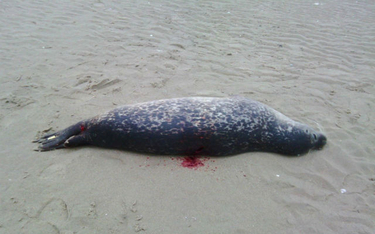 Zastrzelone foki na plaży we Francji