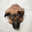 Nagła choroba pupila to rachunek na tysiące. Tej kwoty można uniknąć