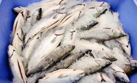 Komercyjne połowy bardziej ekologiczne