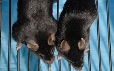 Zdalnie sterowana mysz pomoże walczyć z cukrzycą