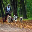 W zmaganiach psich zaprzęgów będą startować osoby zdrowe i niepełnosprawne