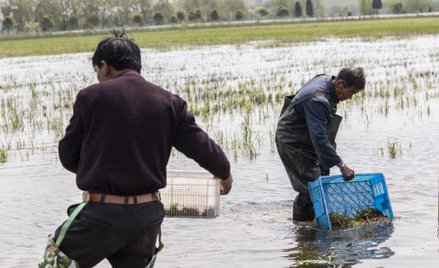 Chiny zagrożone głodem z powodu zmian klimatu