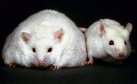 Zła gospodarka tłuszczami prowadzi do otyłości. Substancja zawarta w pomidorach, testowana na myszac