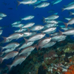 Zdaniem badaczy, oceany mierzą się obecnie z „potrójnym zagrożeniem” – ekstremalnie wysokimi tempera