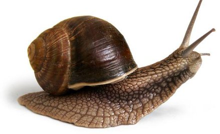 Działalność w zakresie hodowli ślimaków jest zaliczana do działalności rolniczej, wyłączonej z opoda