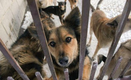 Cios w hycelską mafię w gminach