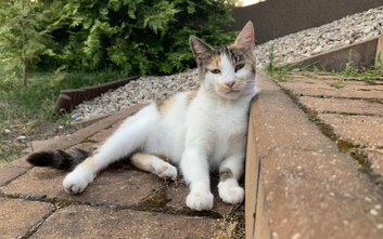 Kot domowy wciąż pozostaje sprawnym drapieżnikiem