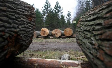 Elektrownie chcą lasów